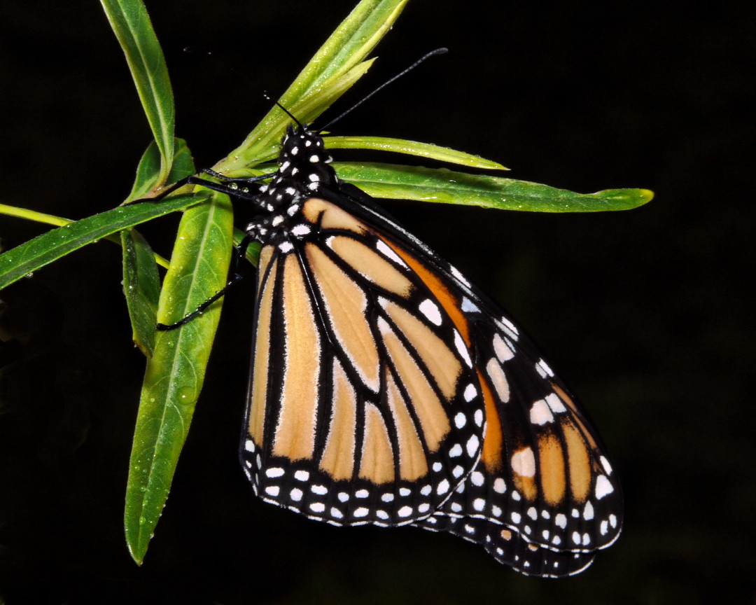 a erfly is sitting on a nch of a tree