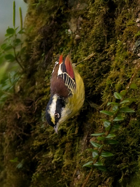 the small bird with a long beak is perched on a mossy surface
