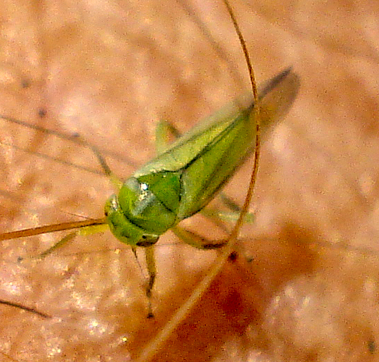 a green bug sitting on the arm of a leaf
