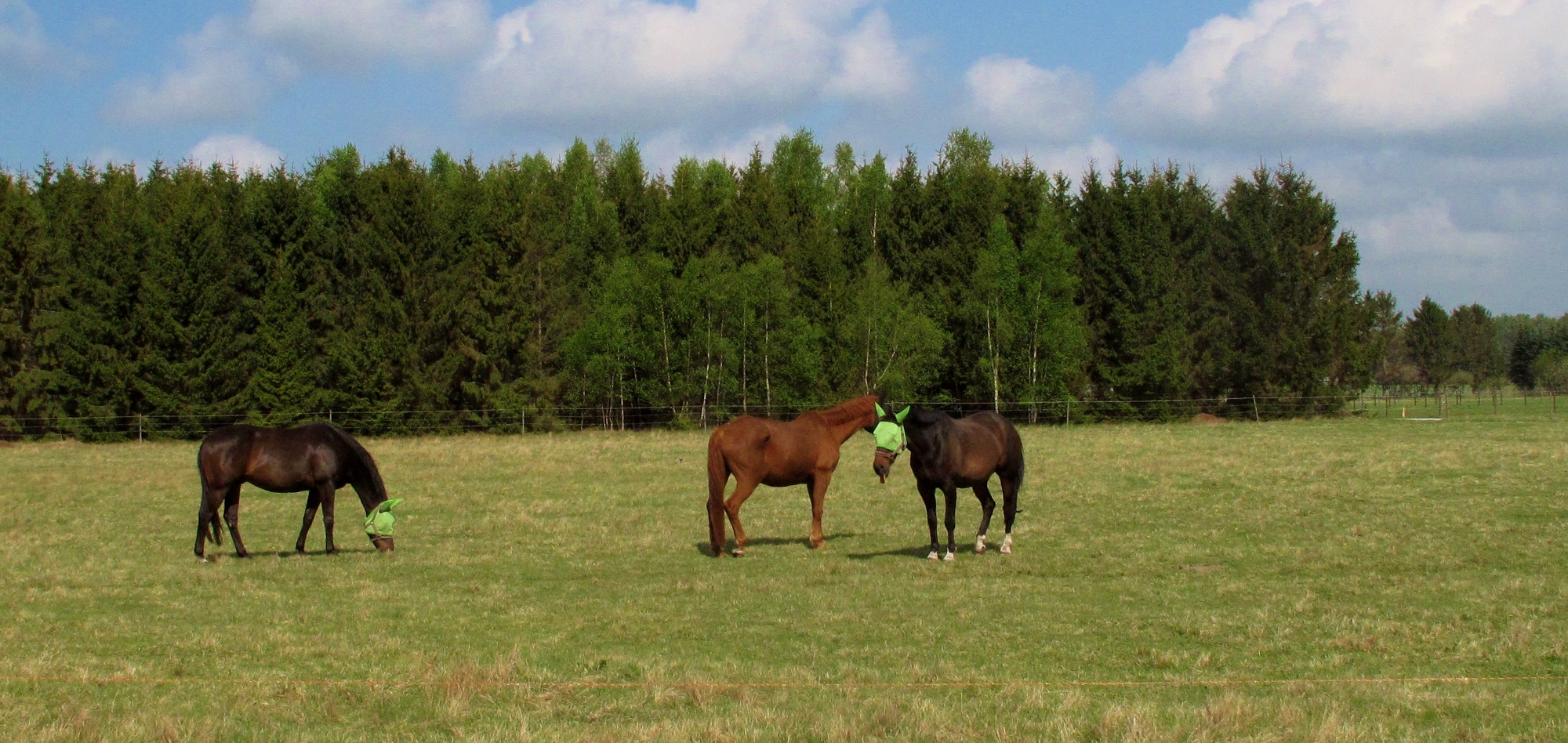 three horses in a field with some trees in the background