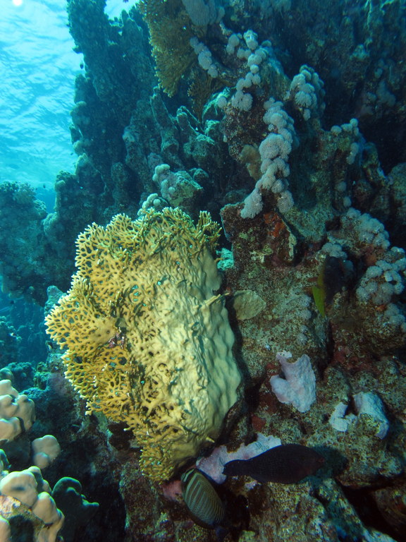 a group of fish on a coral reef