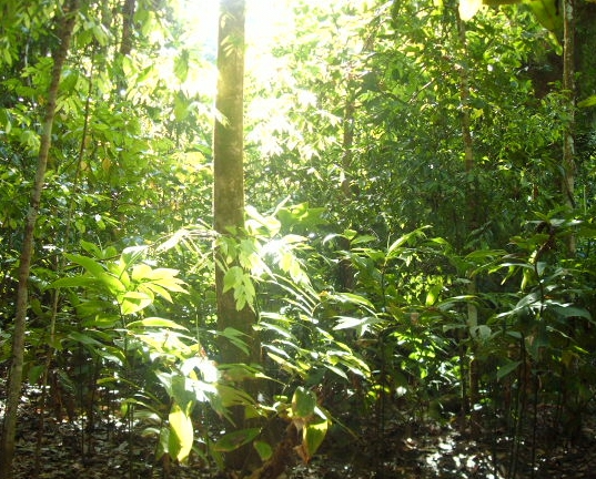 sunlight coming out in the tropical jungle trees