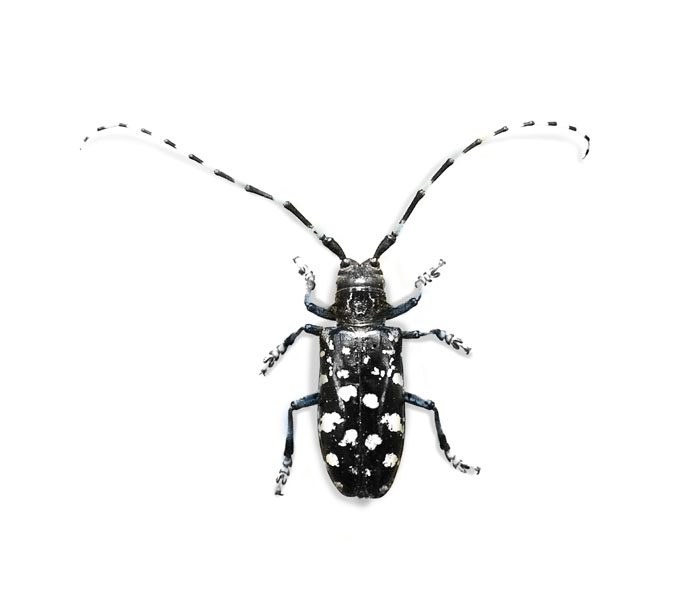 a bug with a lot of dots on it