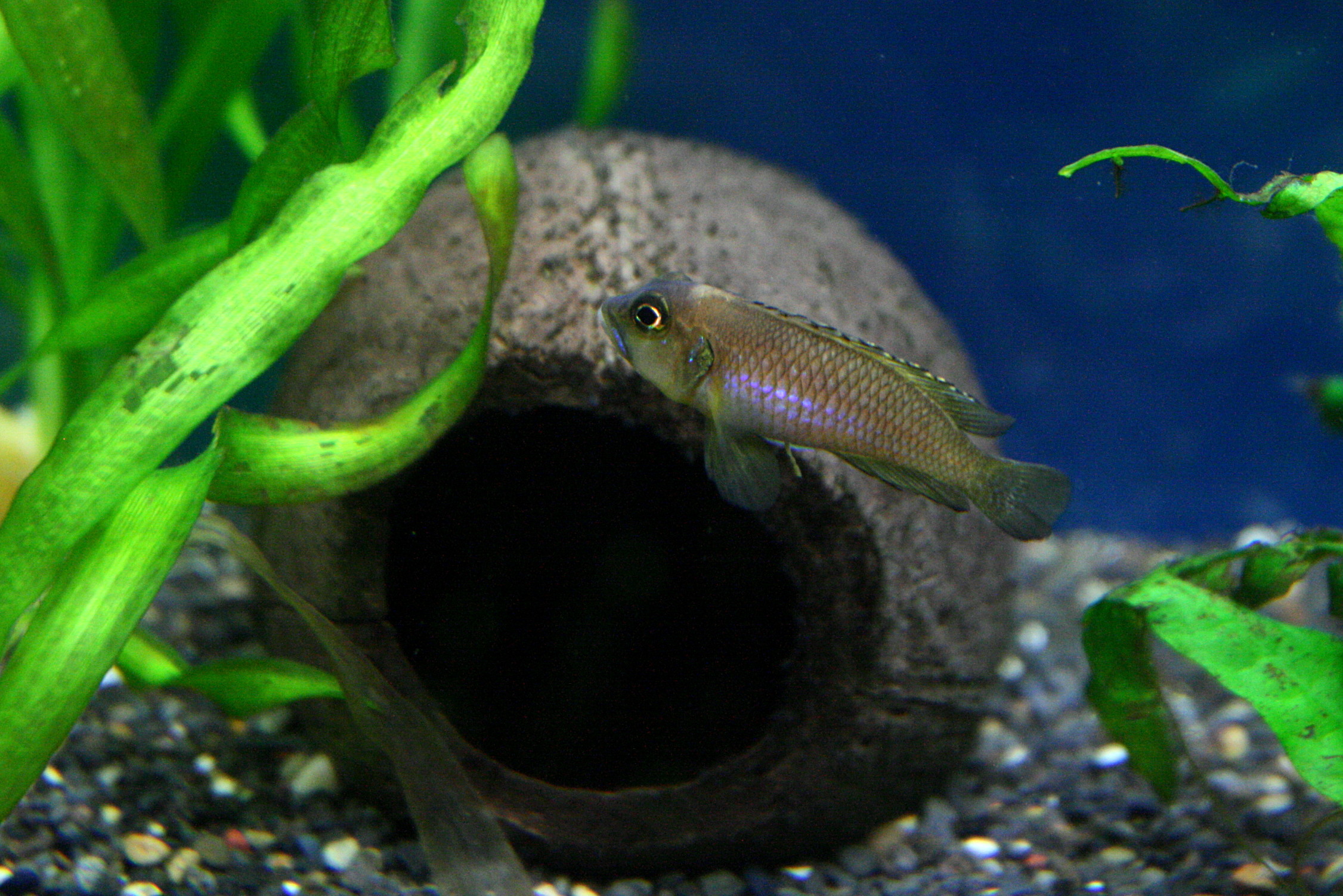 a fish is swimming beside some plants and rocks