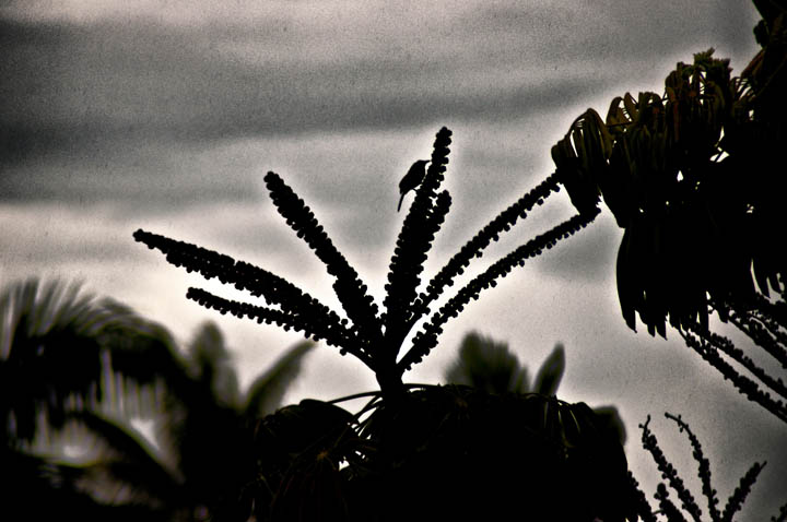 dark, silhouetted pograph of large leaves of a plant