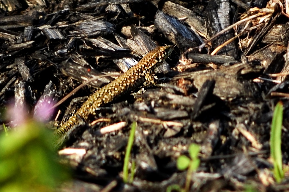 a little brown dragon sits among many leaves