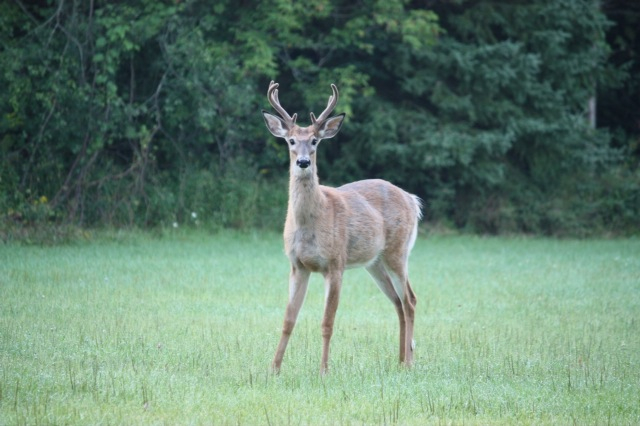 a deer standing in a grass field during the day