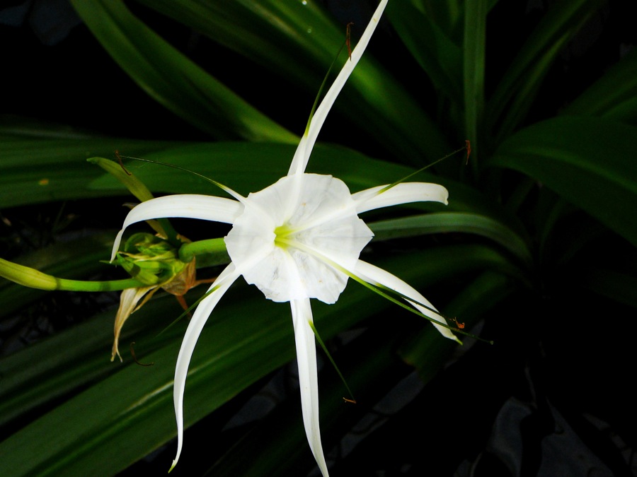 a white flower on some green leaves in a dark room