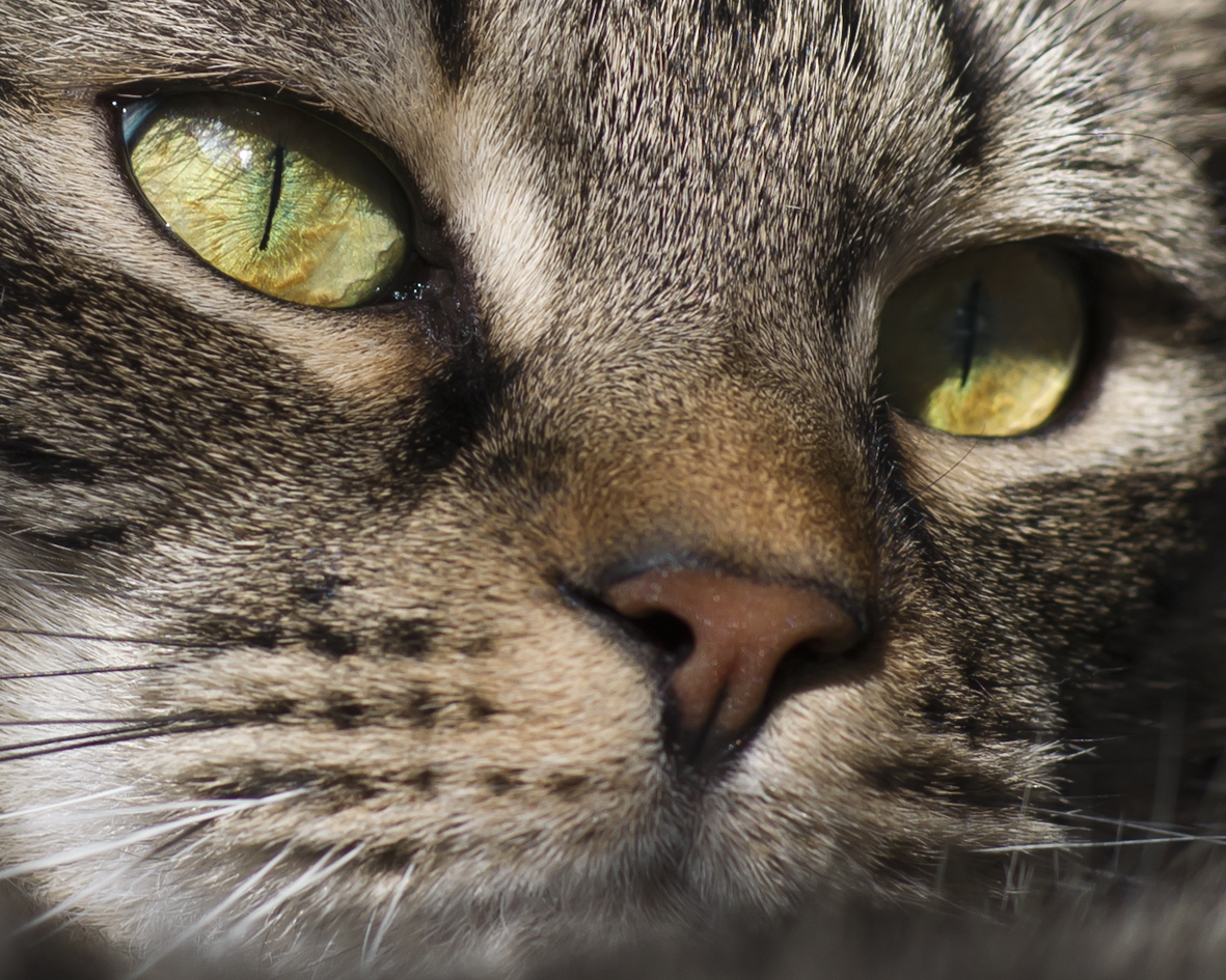 a close up of a cat's face with a yellow eye