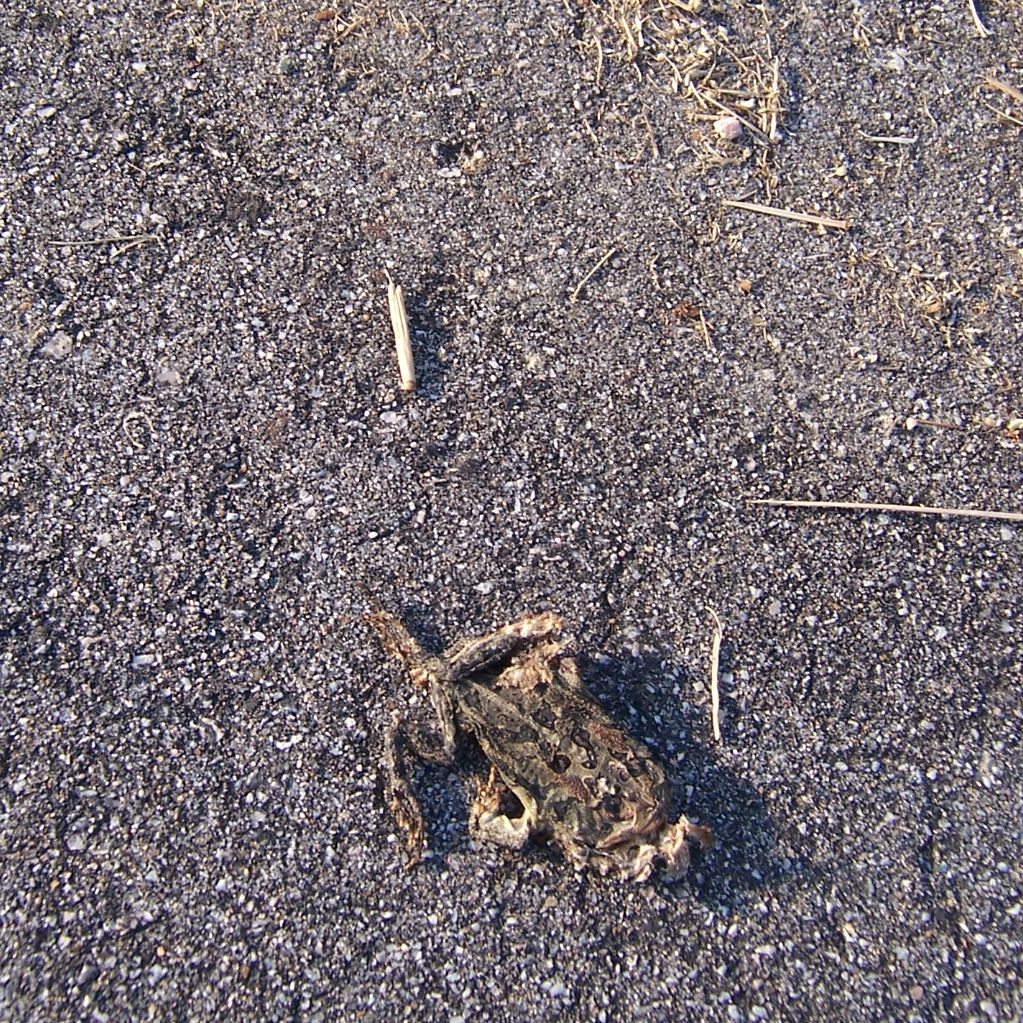 there is a dead bug on the asphalt