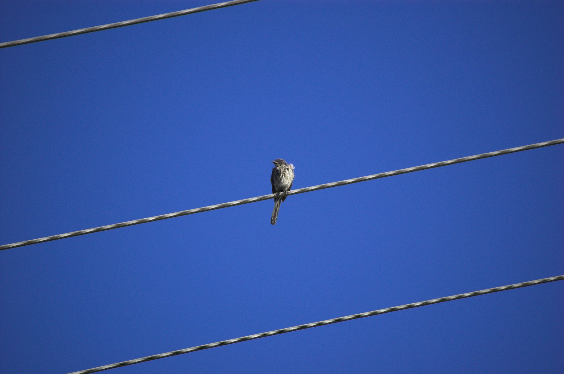 a small bird perched on the top of two wire wires