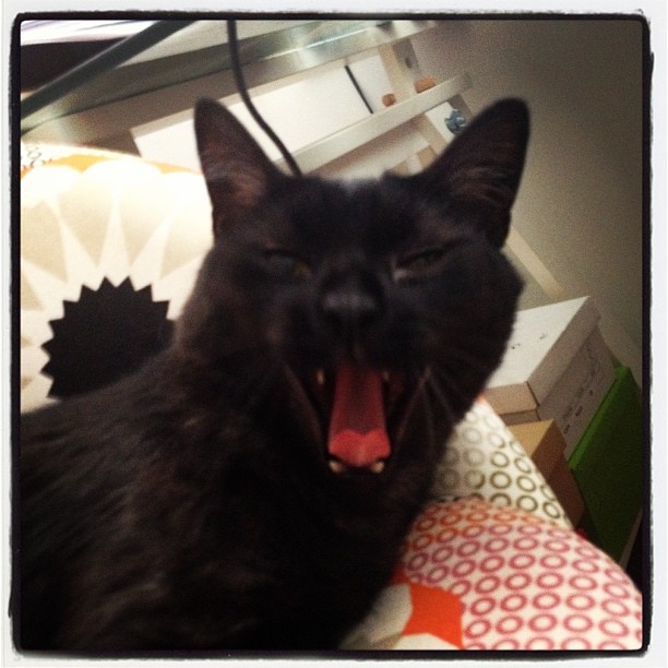 the black cat is yawning and ready to be taken