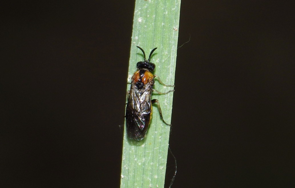 a bug on a plant on a black background