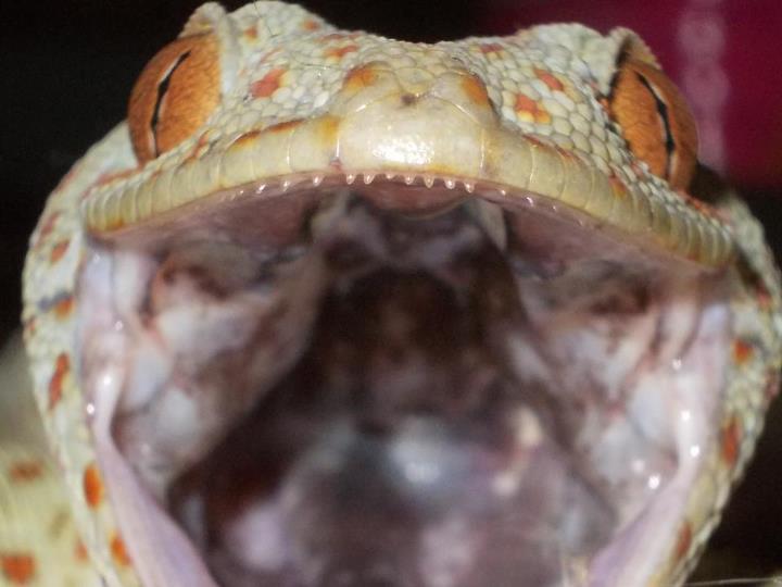 a lizard with its mouth open that is very wide open