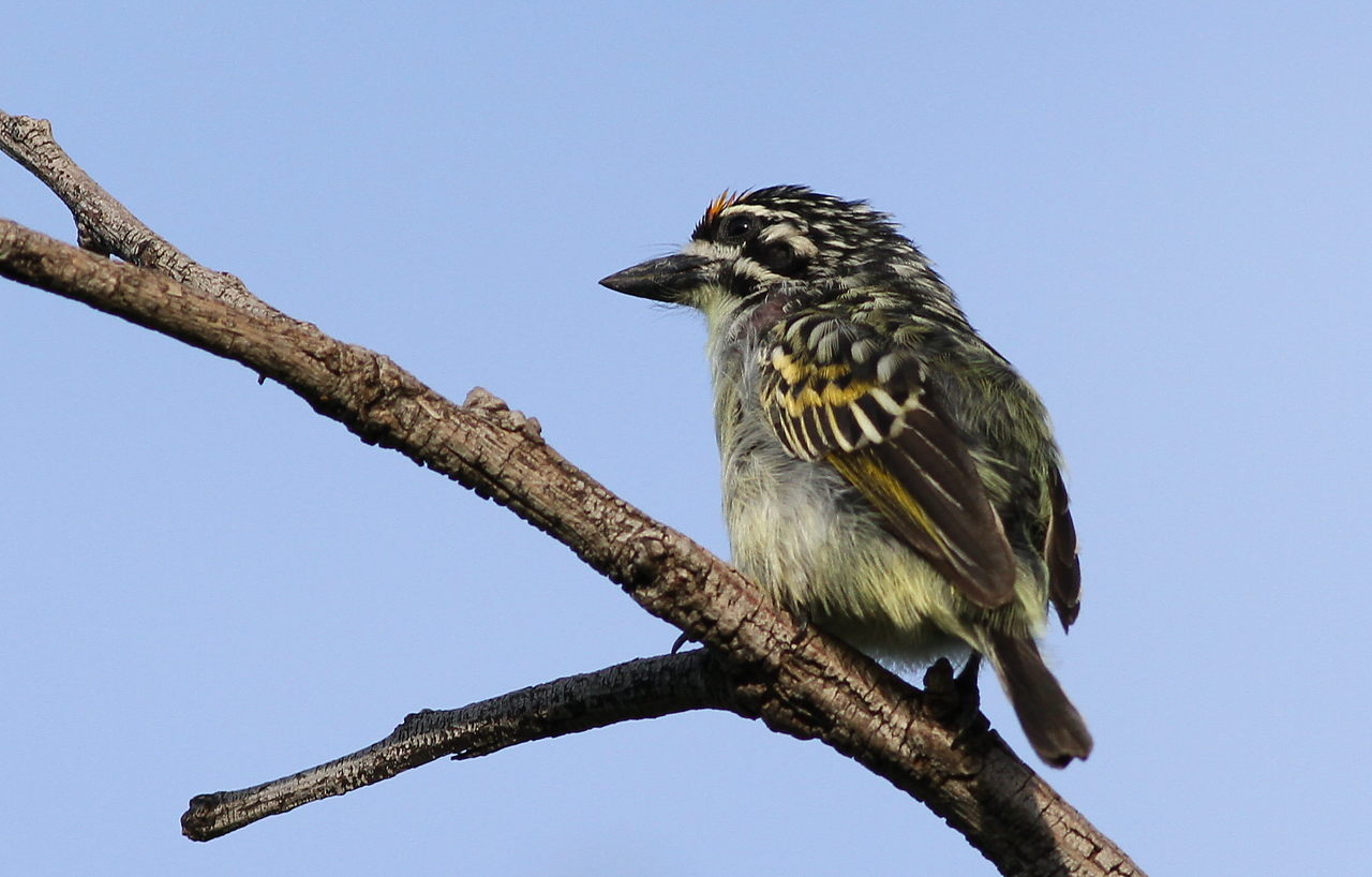 the bird is sitting on the bare nch of the tree