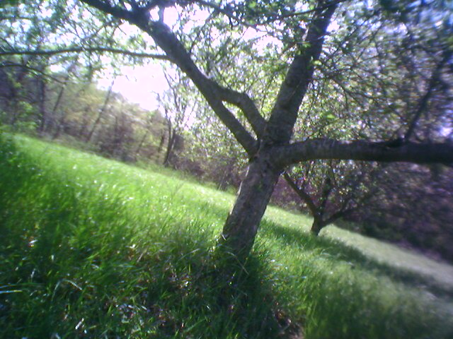 tree nches growing out of the grass on the side of a hill