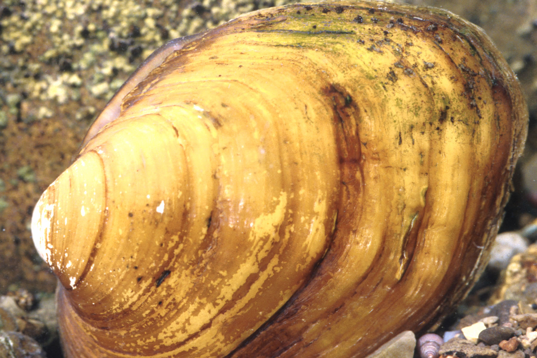 closeup of a shell on rocky shore next to rocks