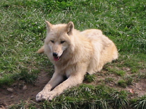 an white wolf laying in the grass and panting