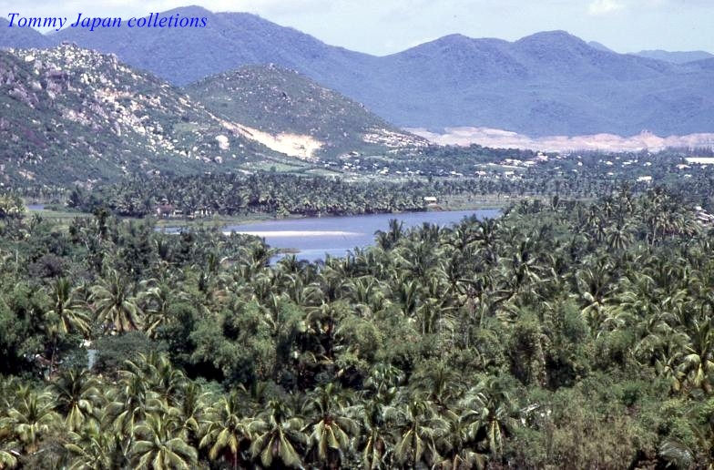 palm trees line a forested area overlooking a body of water