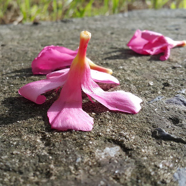 the flowers are on top of a large rock