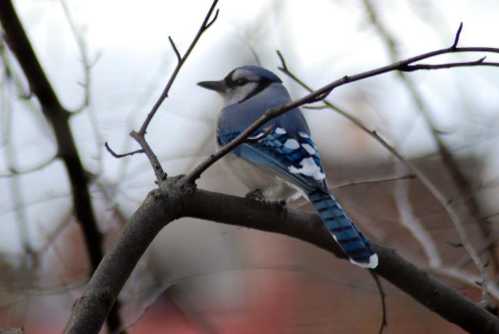 blue bird sitting on nch in wintertime scene