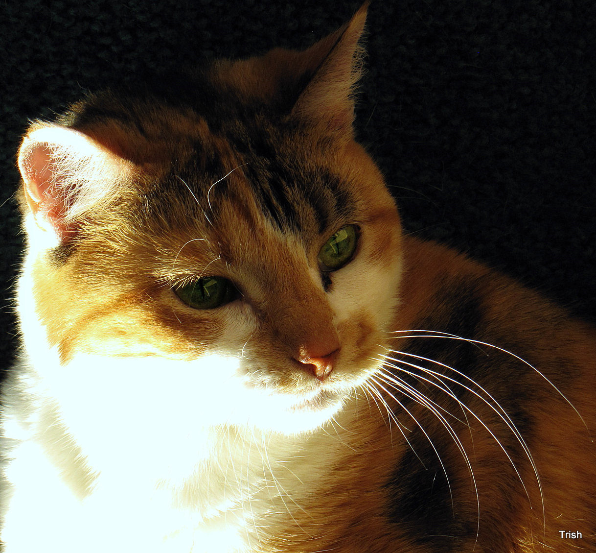 a close up of a cat looking intently at the camera