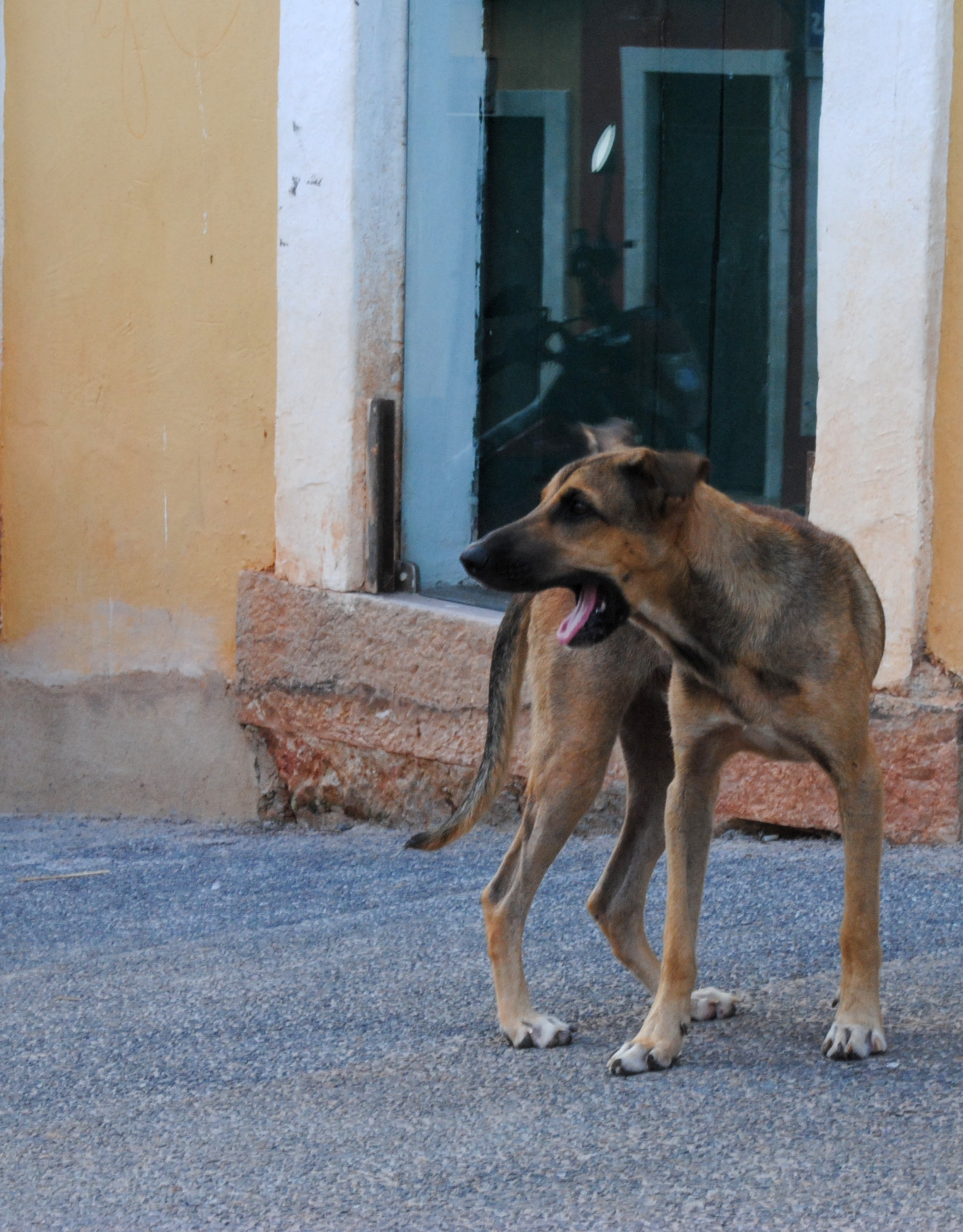 a large brown dog standing in the middle of a street