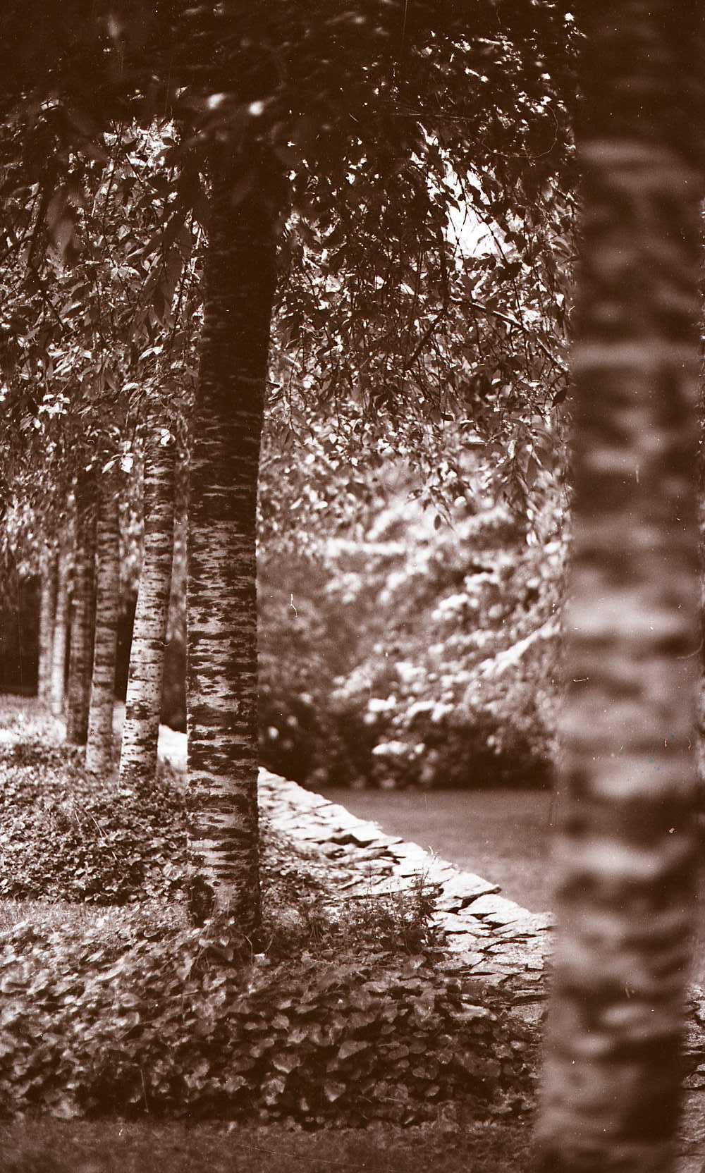 a black and white po of trees in the park