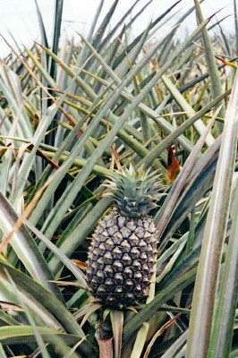 an almost ripe pineapple still on the tree