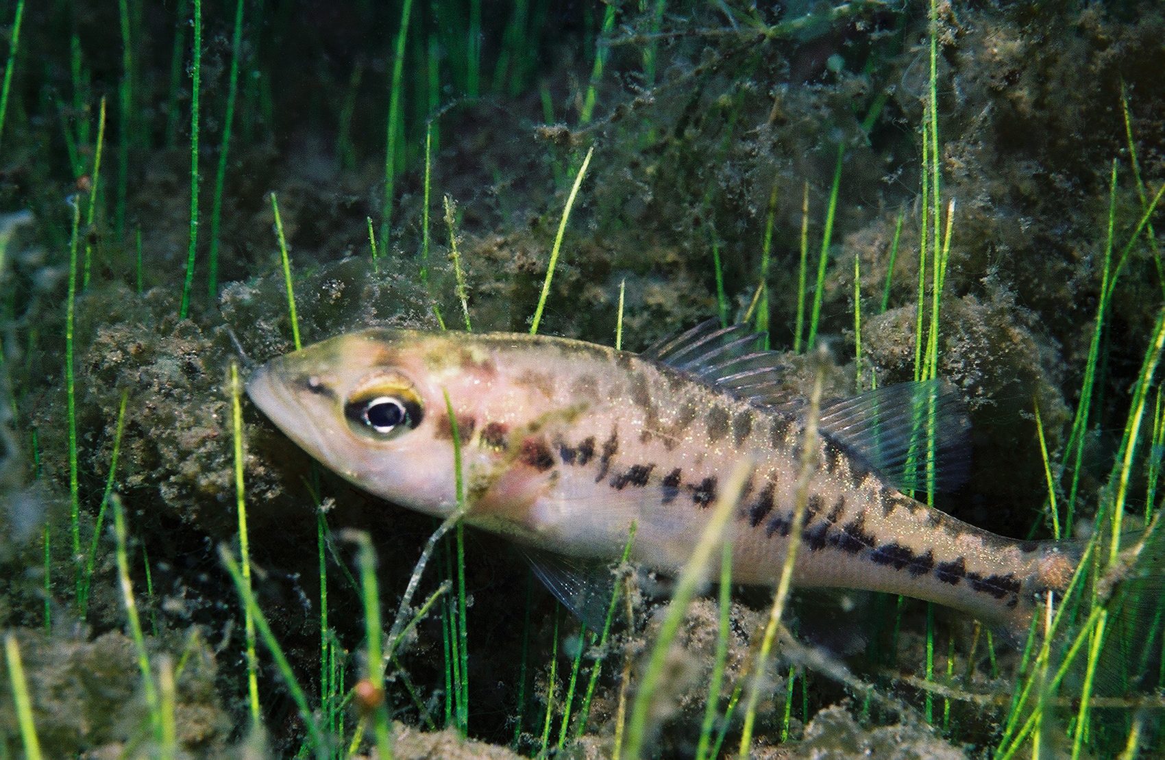 a close up of a small fish in the grass