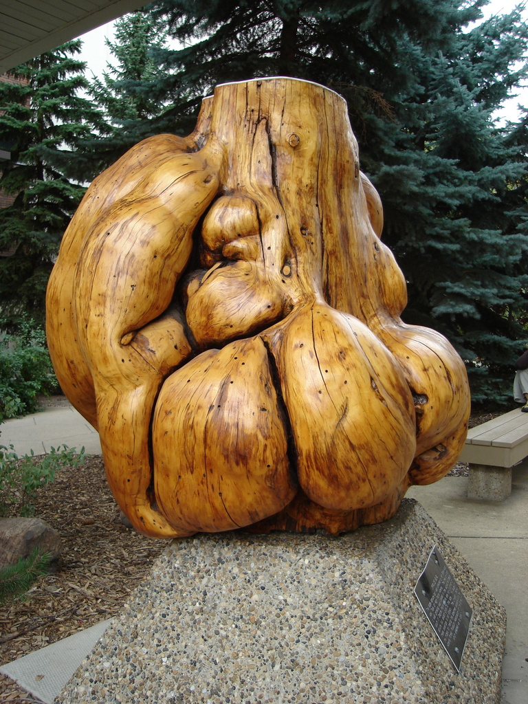 the large sculpture features wooden trunks and big curls