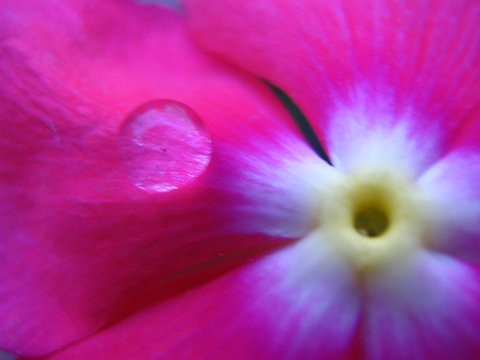 a pink flower that has two drops of water on it