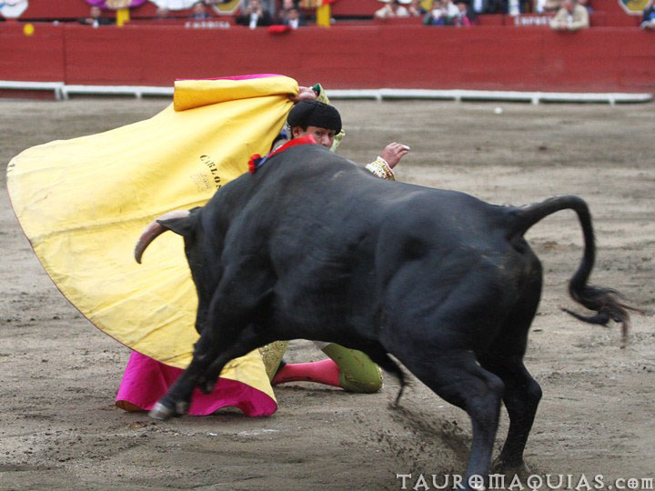 a bull is being dragged around a city