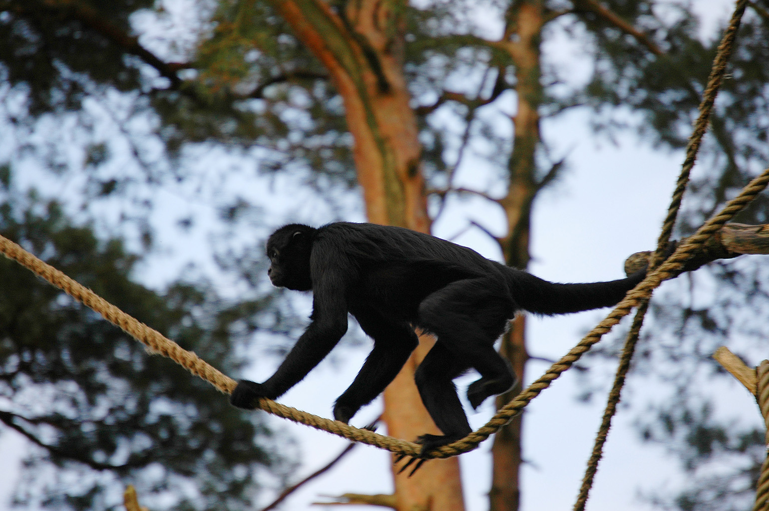 a small black monkey walks along the rope near the tree