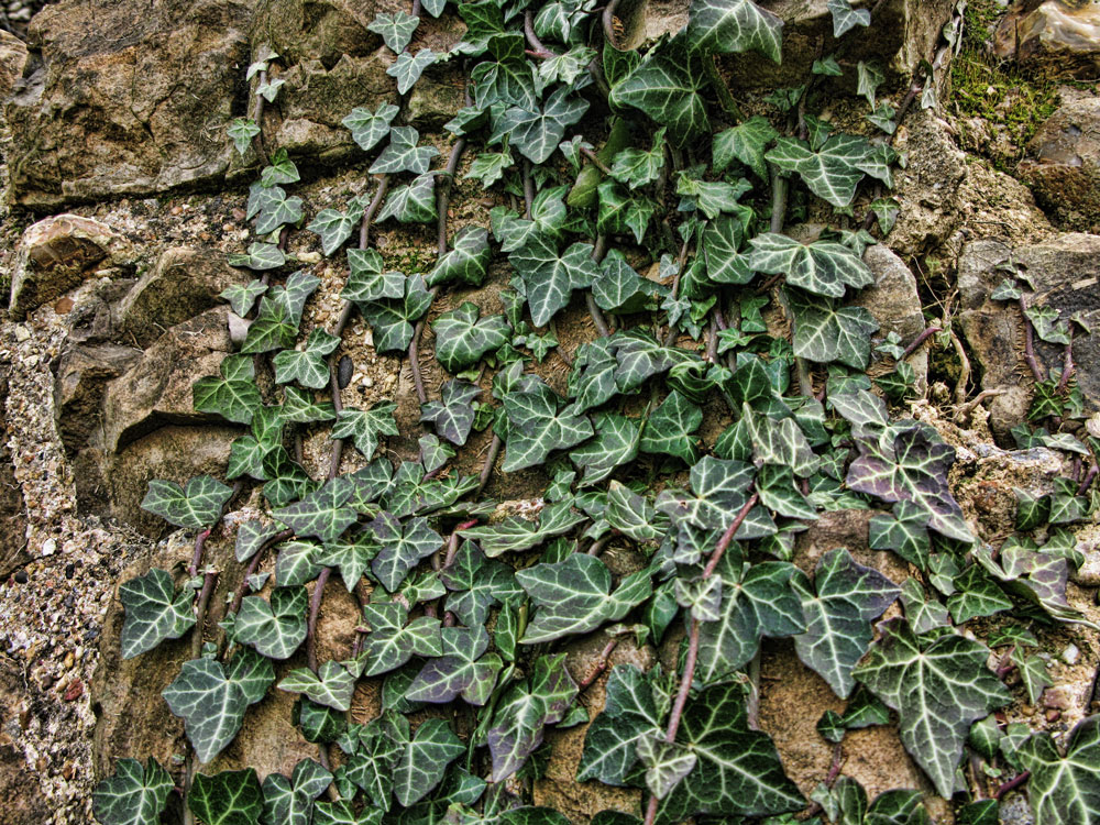 ivy climbing on the side of a wall