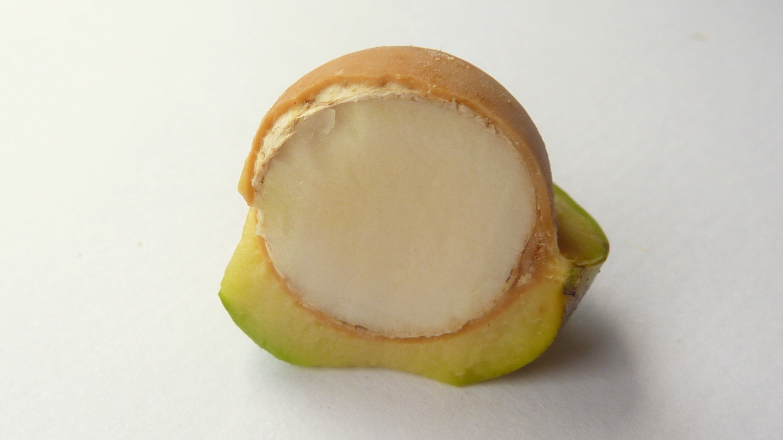 a nut with a half eaten apple showing the inside of it
