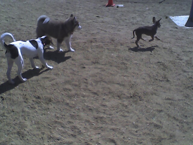 three dogs are playing together at the dog park