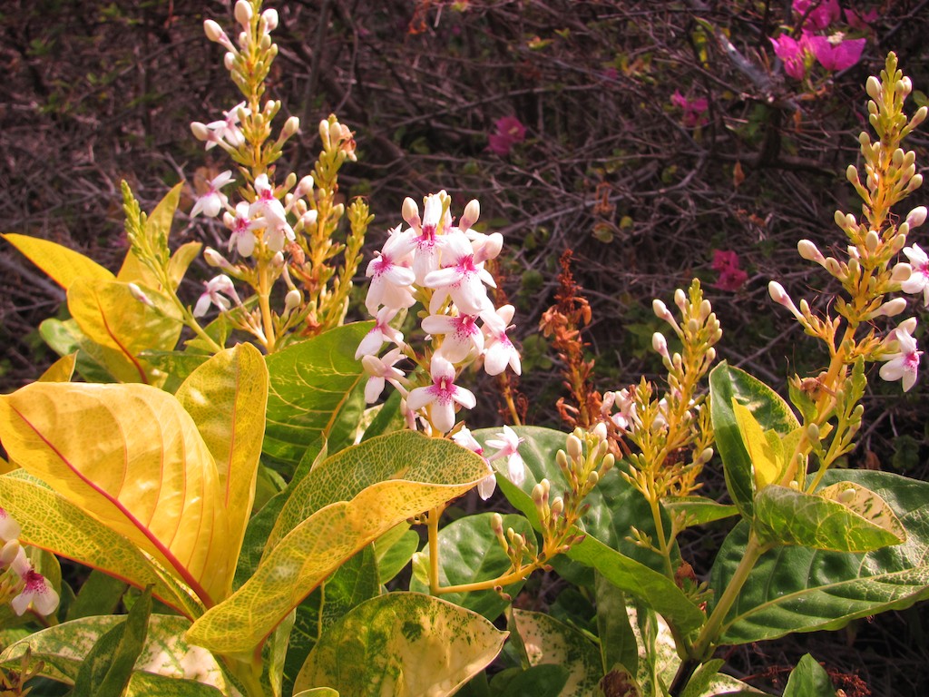 a green and white plant with purple flowers in the background