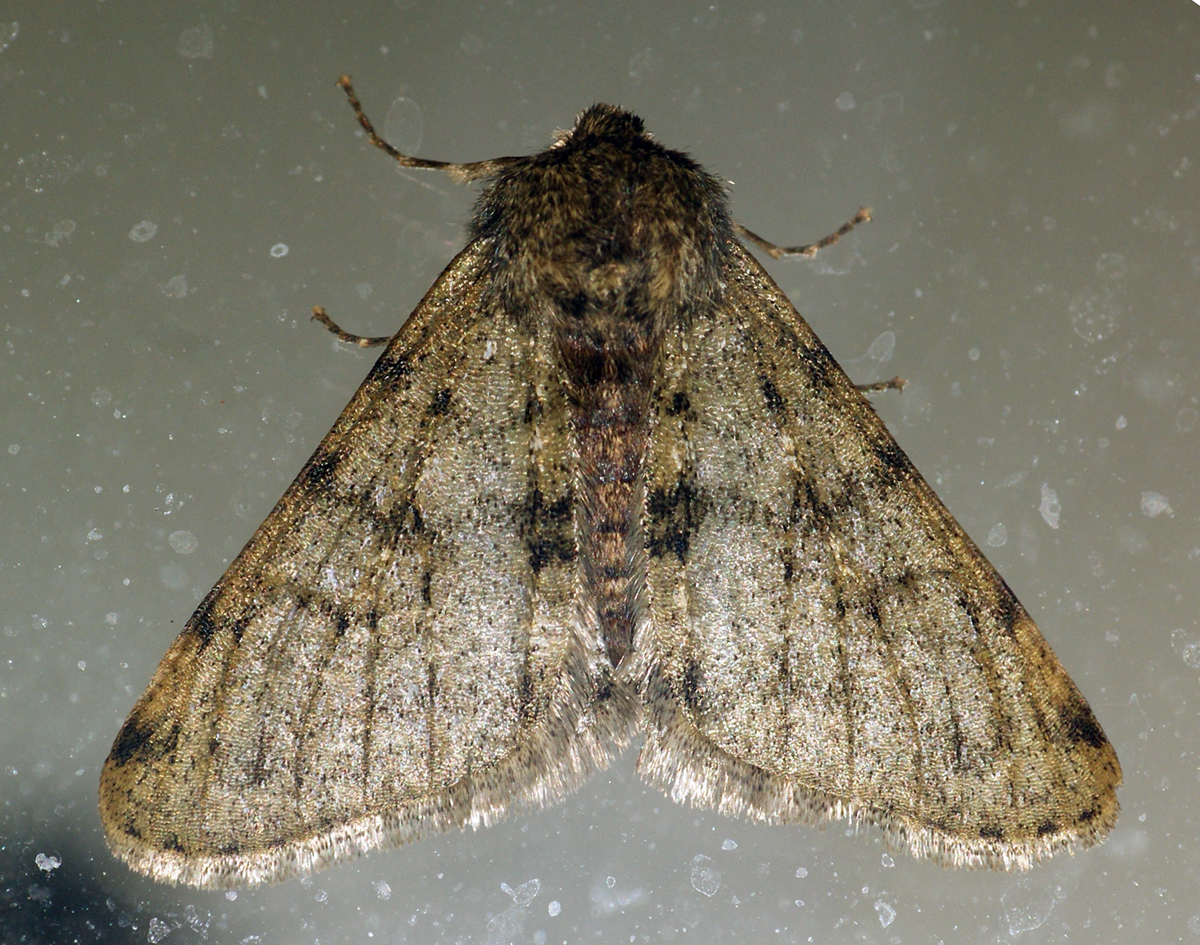 a close up of a moth sitting on the ground