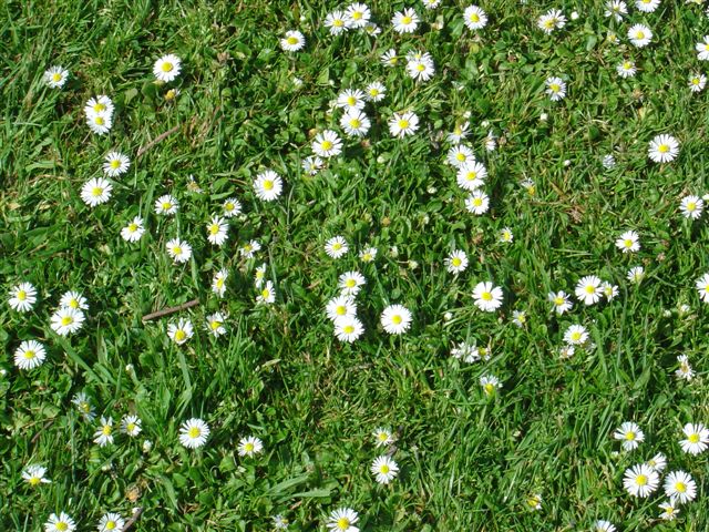 several white daisies sitting on the grass