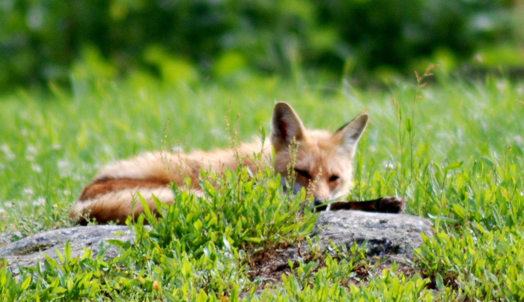 a fox lying on the ground in a grassy field