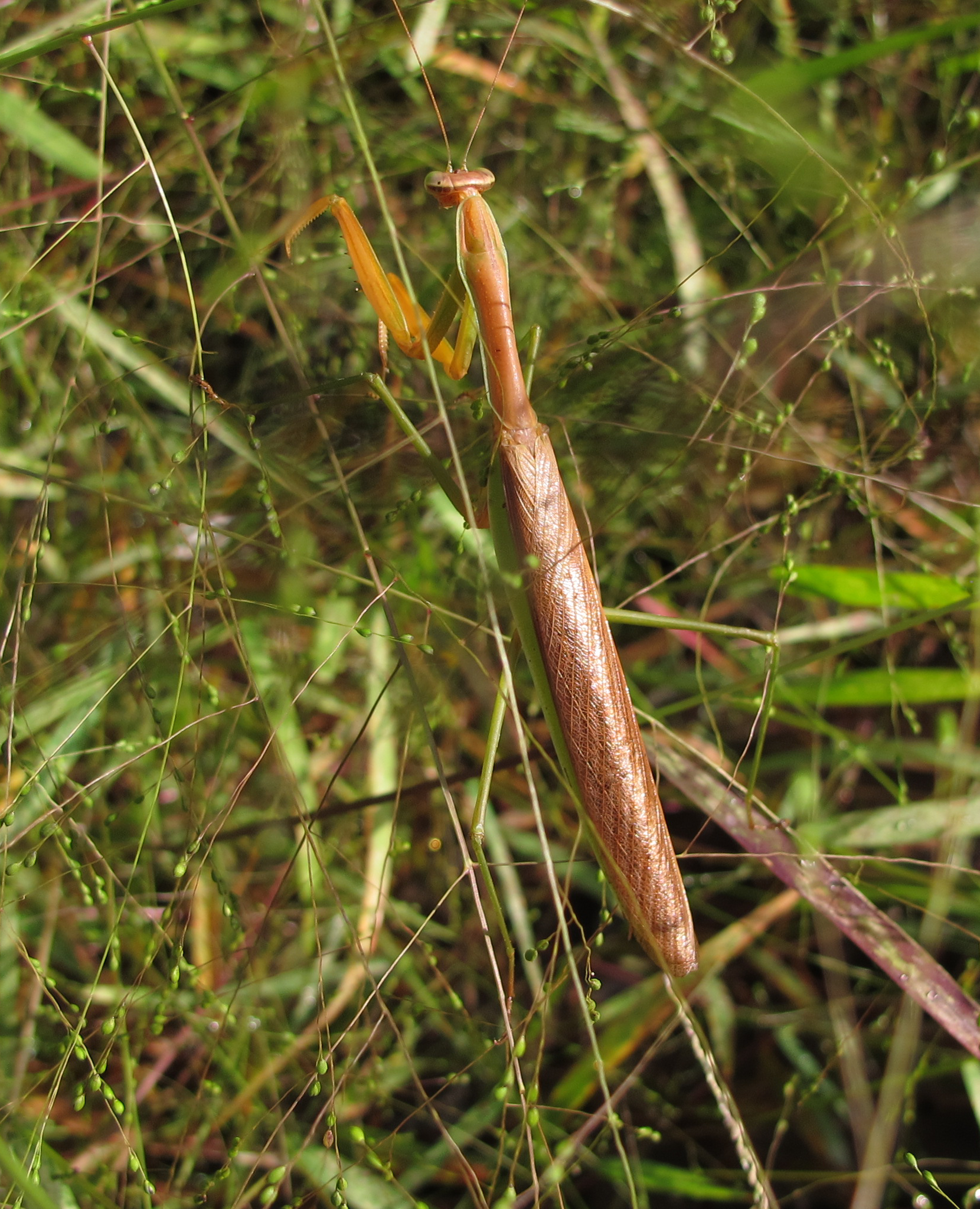 a close up of a brown long stick insect