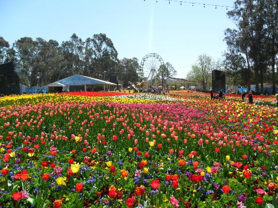 a field with colorful flowers in it and several trees around