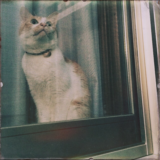 a cat sitting on a screened glass window sill