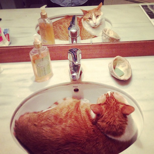 a cat is laying in a bathroom sink