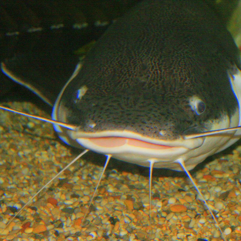 a small fish with very long thin legs and an open mouth