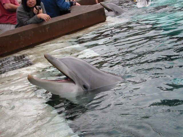 people are looking at some dolphins in the water