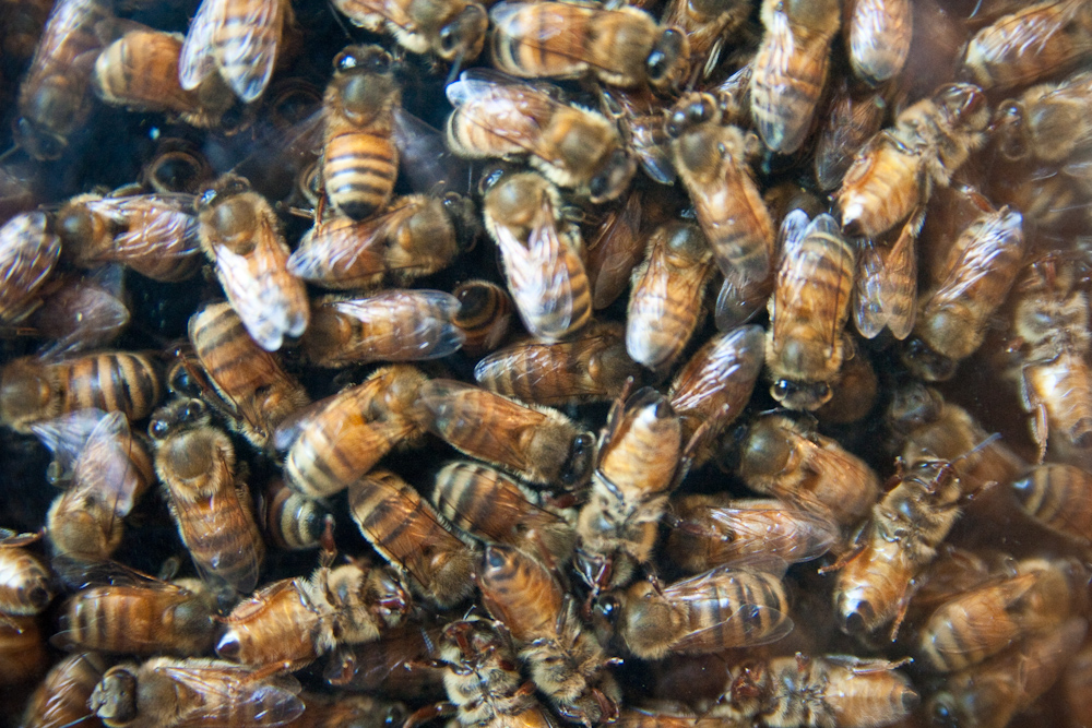 dozens of honeybees clustered together in their habitat