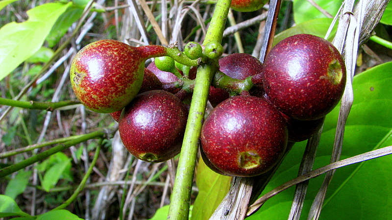 some brown fruits hanging from the leaves of a tree
