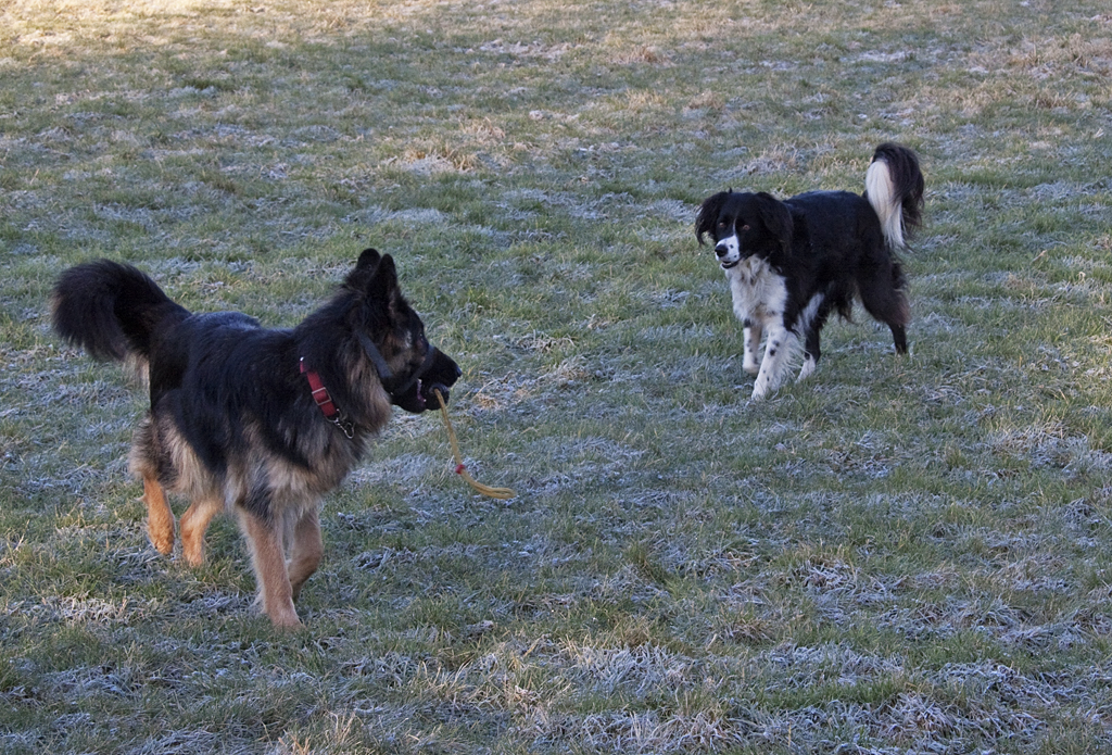 two dogs are playing with a frisbee in the field